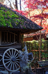 平林寺の紅葉　藁葺小屋とモミジ