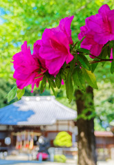 ツツジをアップで　平塚神社にて