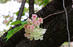 別所沼公園のウコン桜・・・花が赤く変化し始めました（５）