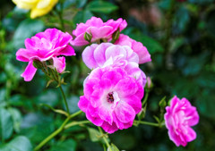 都電荒川線 線路際の薔薇（大塚周辺）④