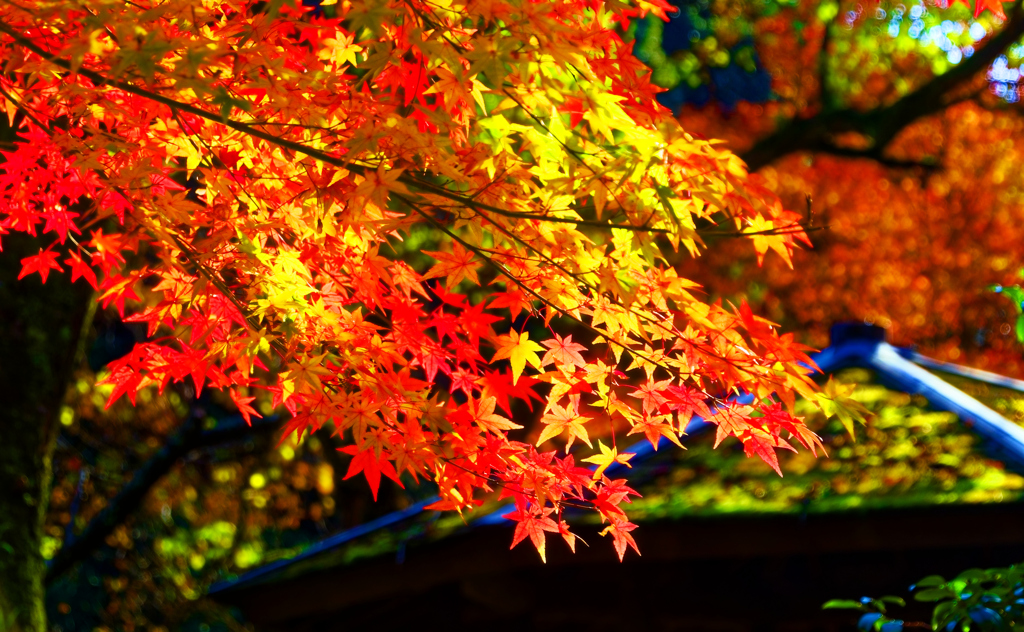 紅と黄葉のグラデーション（大寧寺）