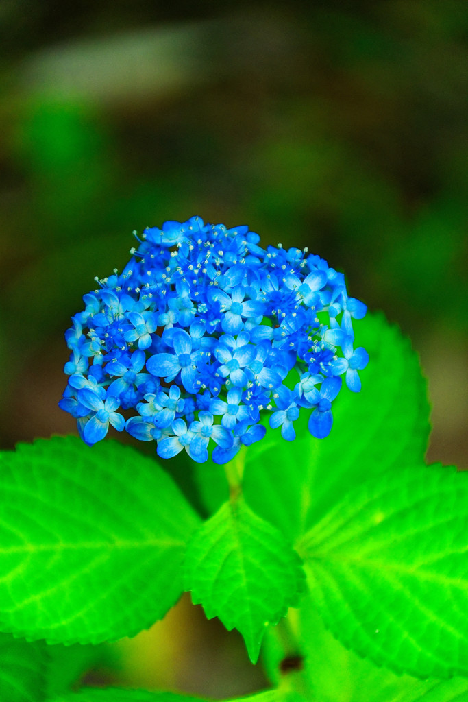 紫陽花”三河千鳥”　（向島百花園）