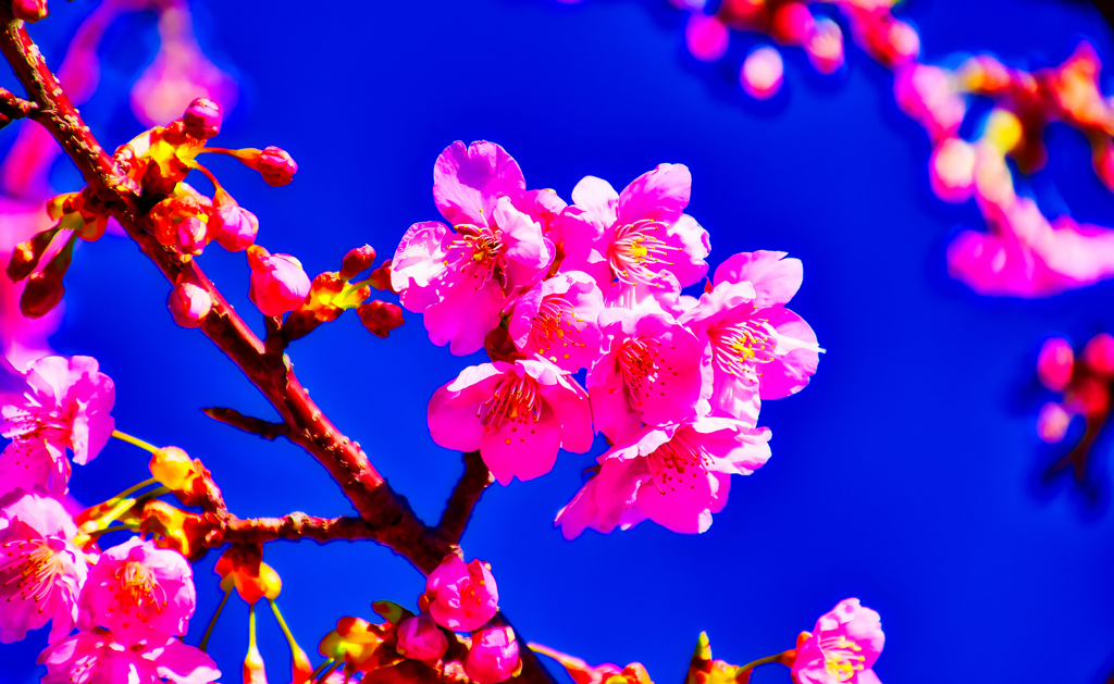 青空バックに映える河津桜⑧