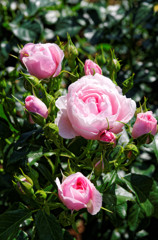 薔薇 丁度見ごろ