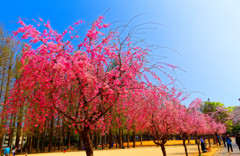 枝垂れ桜　（さいたま市　別所沼公園）