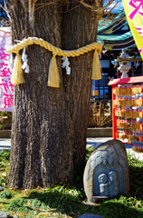 御神木 縁むすびの木　川越 八幡宮にて