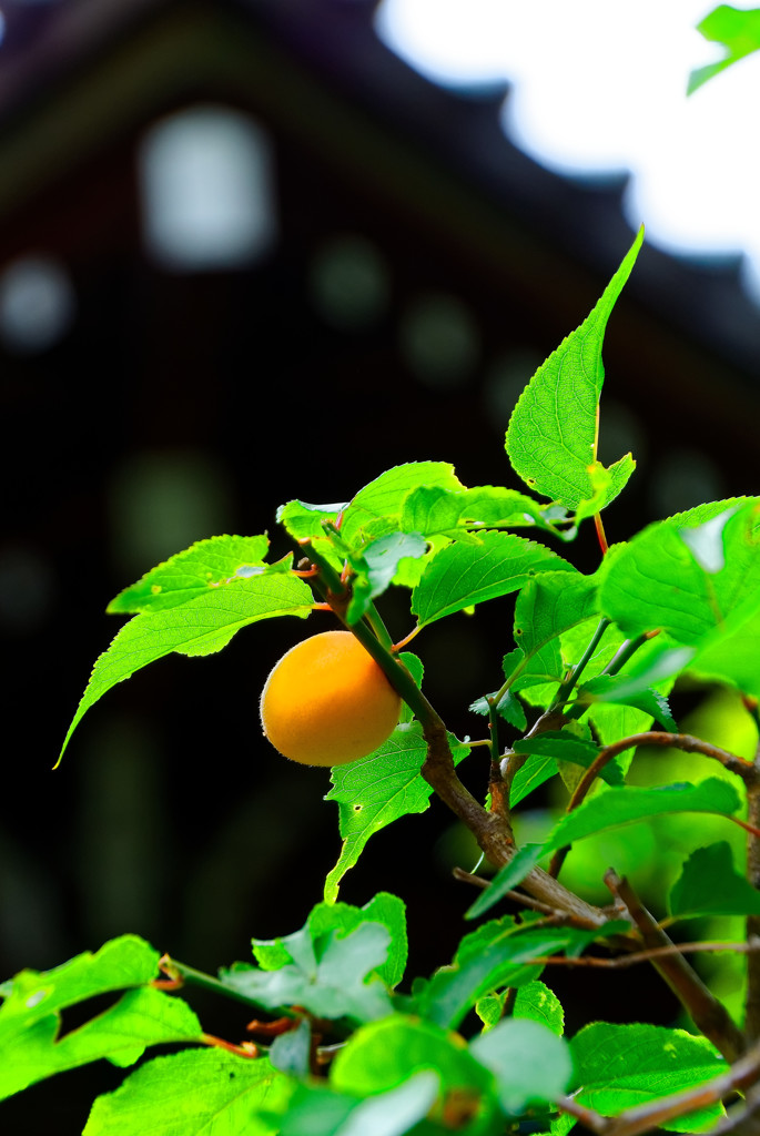 鈴鹿の関（梅）の実　（文京あじさいまつり 白山神社）