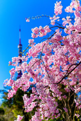 東京タワーバックに枝垂桜①　（芝公園）