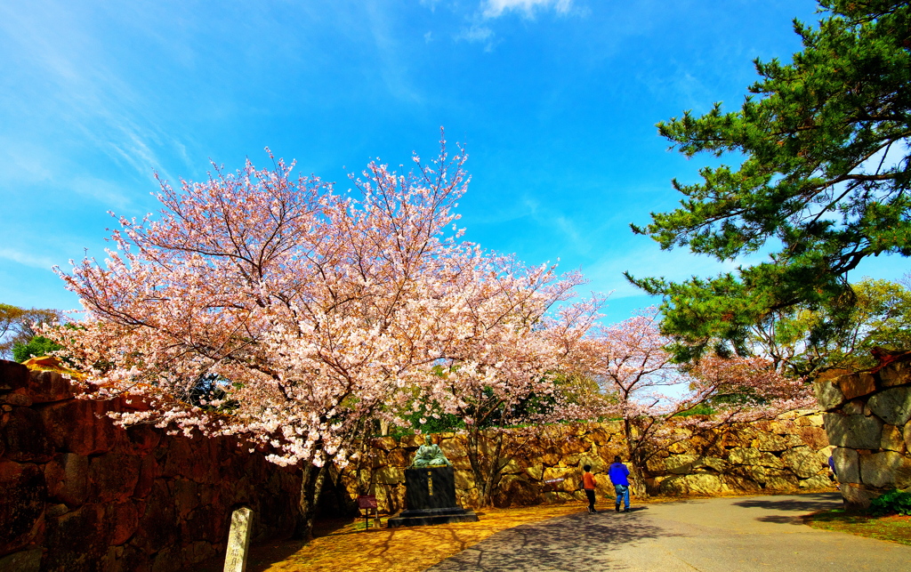 桜と鎮座する毛利輝元公像（萩市）