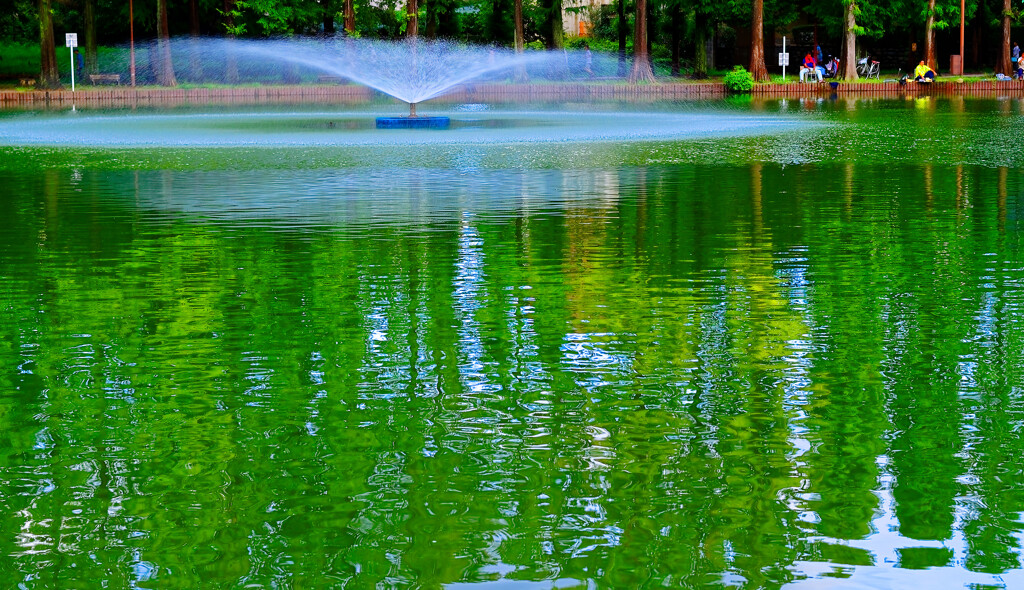 波紋にゆらぐメタセコイア 　（さいたま市 別所沼公園）