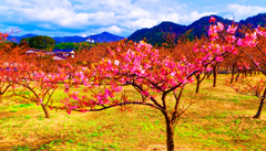 河津桜と山並み（山口県萩市）