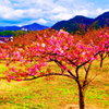 河津桜と山並み（山口県萩市）