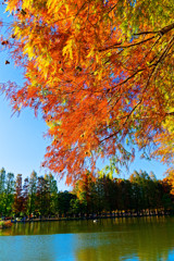 メタセコイアの紅葉②　（さいたま市 別所沼公園）