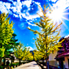 光芒に照らされる殿町通り （島根県津和野町）