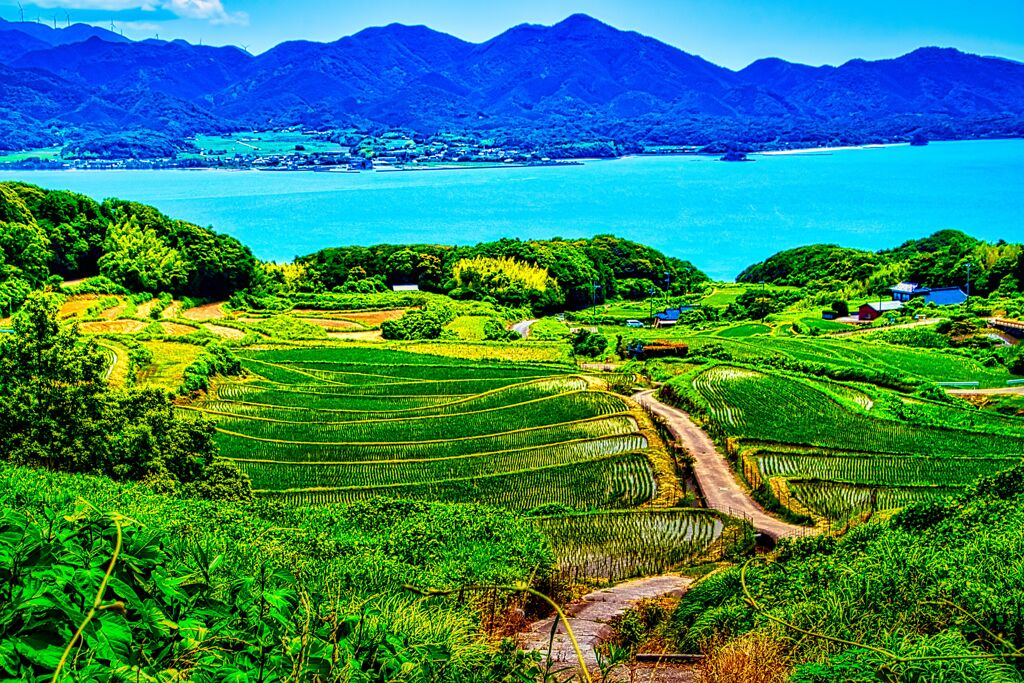 油谷の棚田②（長門市）