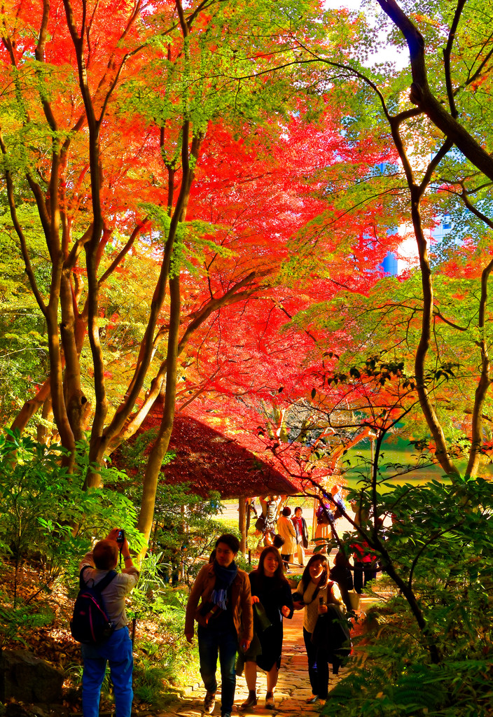 紅葉を楽しむ人々　（小石川後楽園）