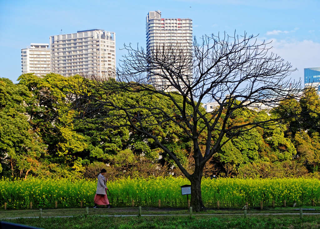 菜の花畑に若い女性が一人　浜離宮恩賜庭園にて