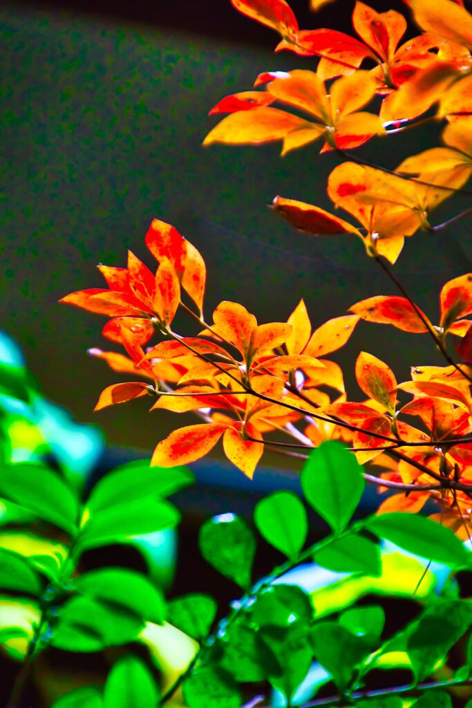 ドウダンツツジの紅葉　(国分寺市 殿ヶ谷戸庭園)