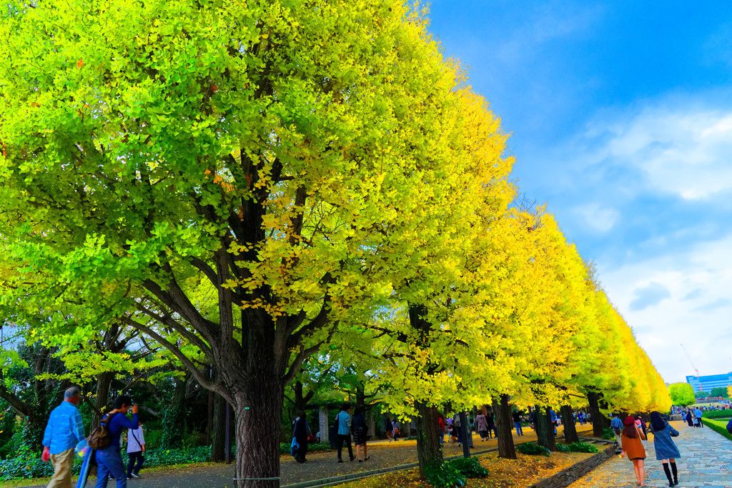 カナールの銀杏並木　（国営昭和記念公園）