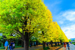 カナールの銀杏並木　（国営昭和記念公園）