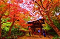 通称”もみじ寺”の美しい紅葉風景