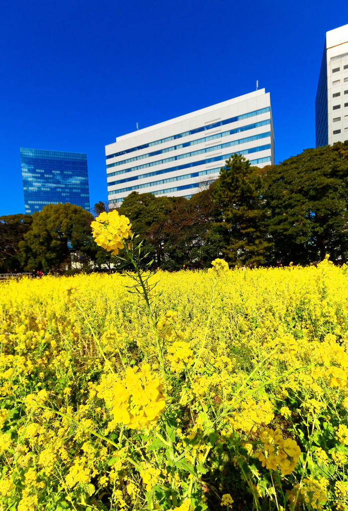 菜の花と高層ビル群　（浜離宮恩賜庭園）