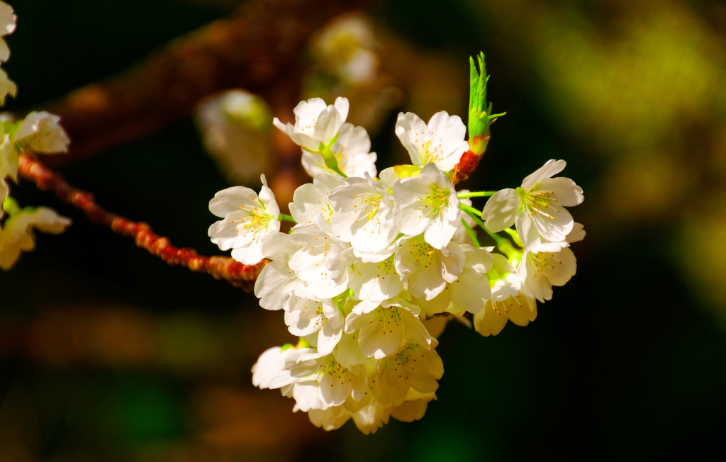 アップで世界で２本しか無い桜（萩城跡 志都岐山神社）