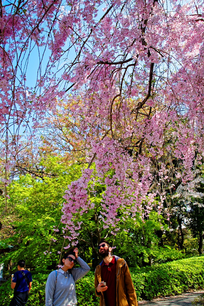 桜見上げる外人さん二人　増上寺にて
