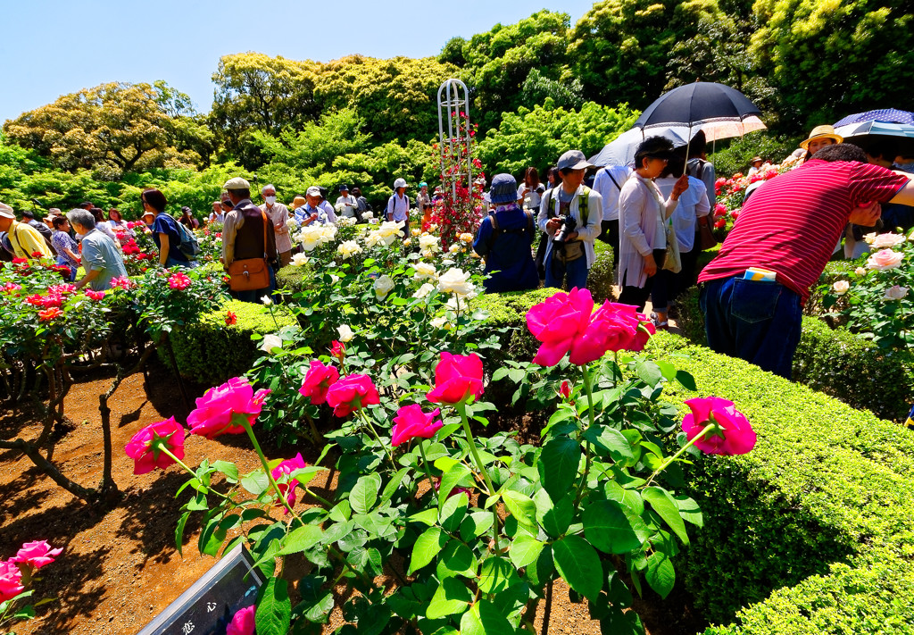 恋心、無視しないで～　（旧古河庭園）