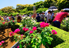 恋心、無視しないで～　（旧古河庭園）