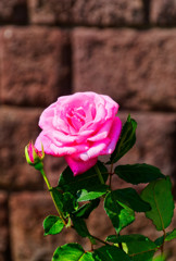 洋館前の薔薇　（旧古河庭園の薔薇）