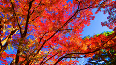 碧空に映える紅葉　(国分寺市 殿ヶ谷戸庭園)