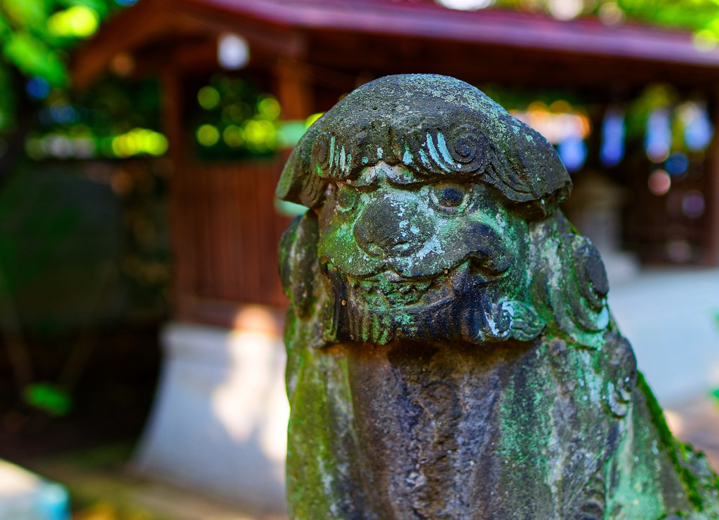 親しみ感じる狛犬①　（調布 布田天神社）