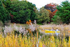 水鳥の池　昭和記念公園にて