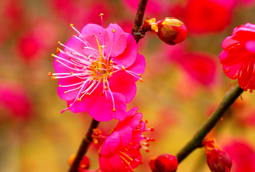 親水公園の河津桜（萩市）