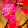 親水公園の河津桜（萩市）