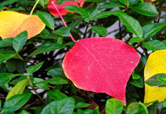 紅葉　ナンキンハゼの落葉