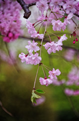 別所沼公園の枝垂桜（２）