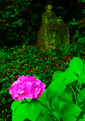 鮮やかな紫陽花と石地蔵（阿弥陀寺)