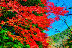 大寧寺の紅葉⑬（山口県長門市）