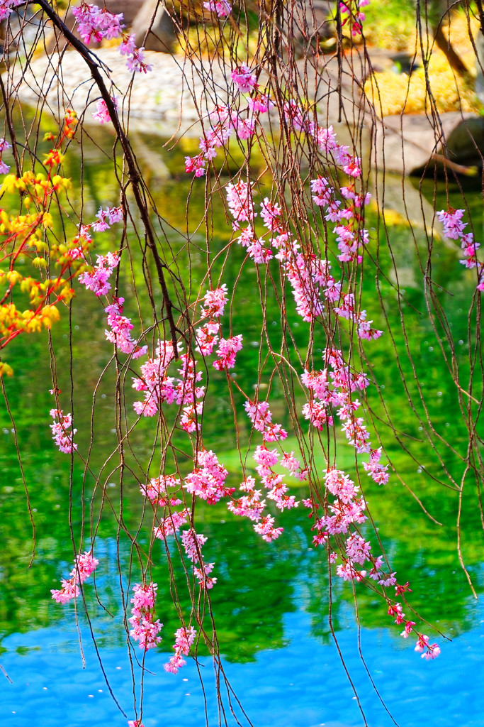 気品・優美 枝垂れ桜②　（目白庭園）