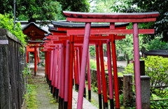 根津神社　乙女稲荷の千本鳥居
