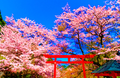 麗らかな春日和 桜②（長門市大寧寺）