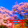 麗らかな春日和 桜②（長門市大寧寺）