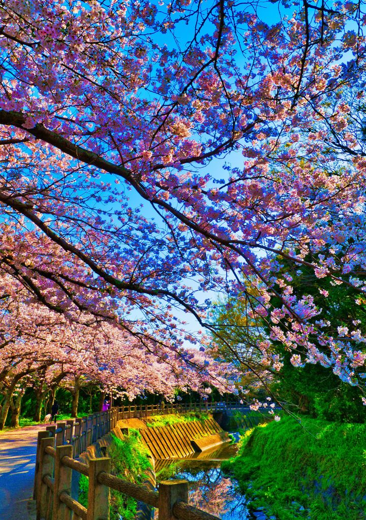 桜谷川と桜並木　(山口県萩市)