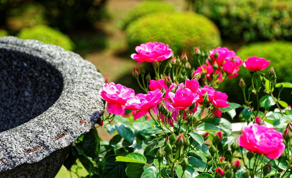 アンジェラ　旧古河庭園バラ園にて