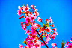 青空バックに映える河津桜