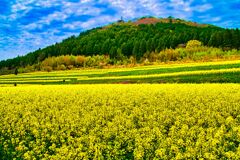 約500万本の菜の花畑（萩市）