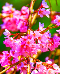 麗しき春色 糸桜（山口県萩市）