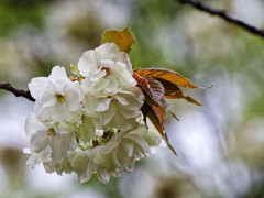 別所沼公園のウコン桜・・・黄桜酒造の名前の由来となった桜（２）